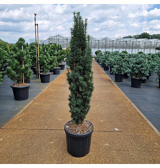 Taxus baccata Fast. Robusta C18 Lit.90-100 cm