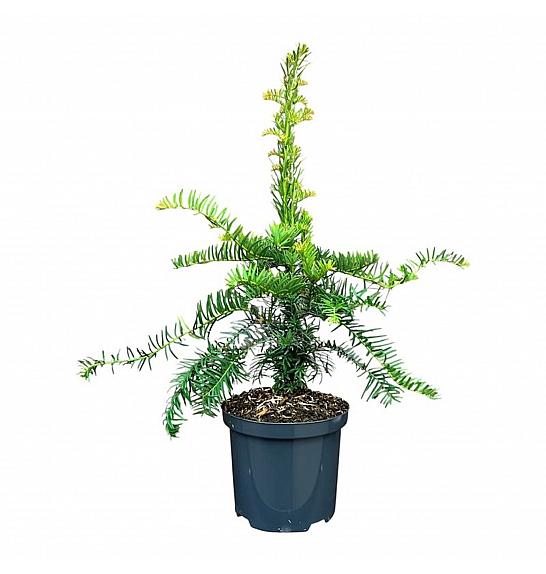 Taxus baccata Dovastoniana C2,5 Lit. 25-30 cm