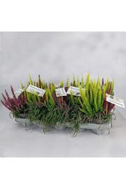 Calluna Beauty Ladies Beauty Belle Ø 10,5