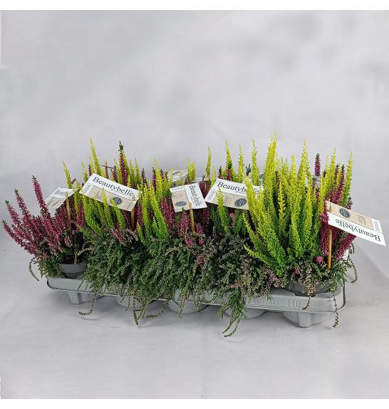 Calluna Beauty Ladies Beauty Belle Ø 10,5