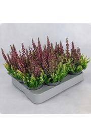 Calluna Beauty Ladies Colour Crown Ø 6