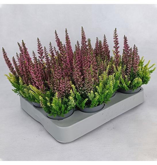 Calluna Beauty Ladies Colour Crown Ø 6