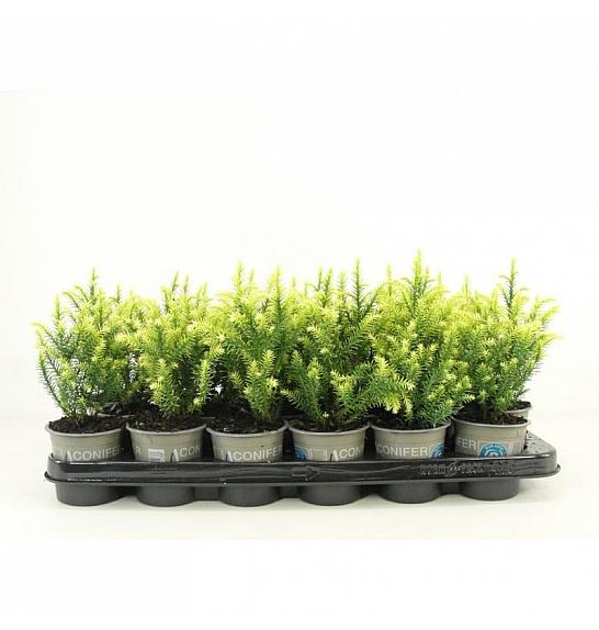 Taxus baccata David Ø9