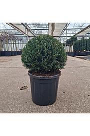 Taxus baccata C15 Lit. 35+ cm Krogla