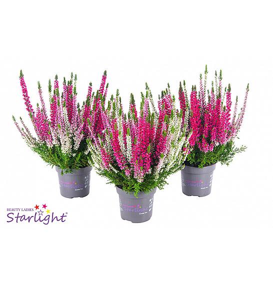 Calluna Beauty Ladies Starlight  Ø 9,5 Trio