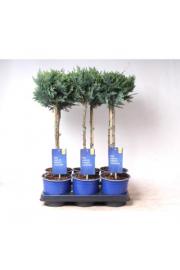 Chamaecyparis lawsoniana Columnaris Ø15 Na steblu 30 cm