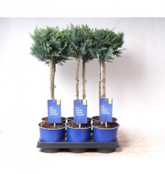 Chamaecyparis lawsoniana Columnaris Ø15 Na steblu 30 cm