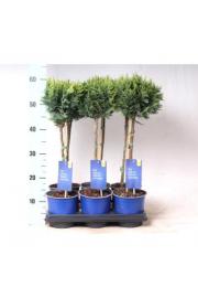 Chamaecyparis lawsoniana White Spot Ø15 Na steblu 30 cm