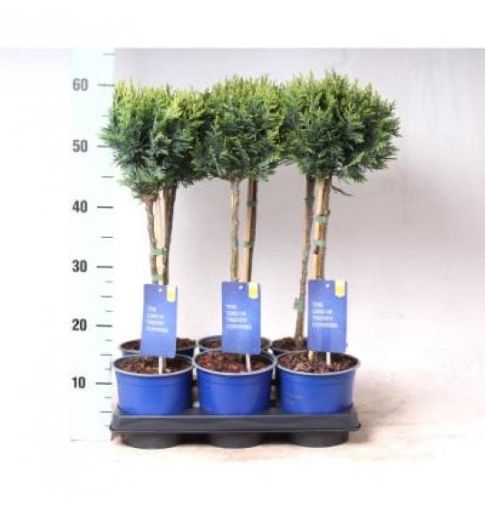 Chamaecyparis lawsoniana White Spot Ø15 Na steblu 30 cm