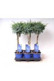 Juniperus chinensis Blue Alps Ø15 Na steblu 30 cm