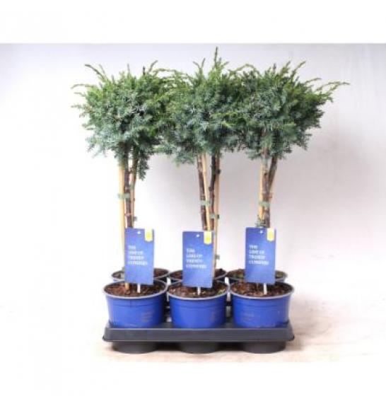 Juniperus chinensis Blue Alps Ø15 Na steblu 30 cm