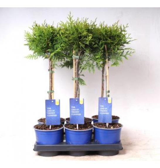 Thuja occidentalis Brabant Ø15 Na steblu 30 cm