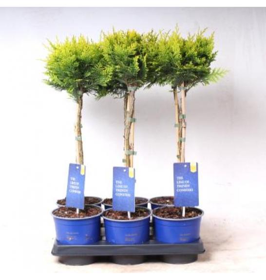 Chamaecyparis lawsoniana Stardust Ø15 Na steblu 30 cm