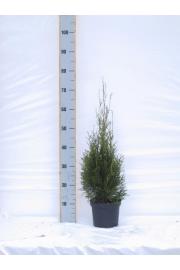 Thuja occidentalis Smaragd C2 Lit. 50-60 cm