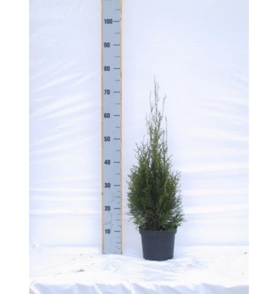 Thuja occidentalis Smaragd C2 Lit. 50-60 cm