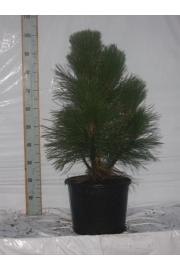 Pinus nigra Pyramidalis C15 Lit. 120-140 cm