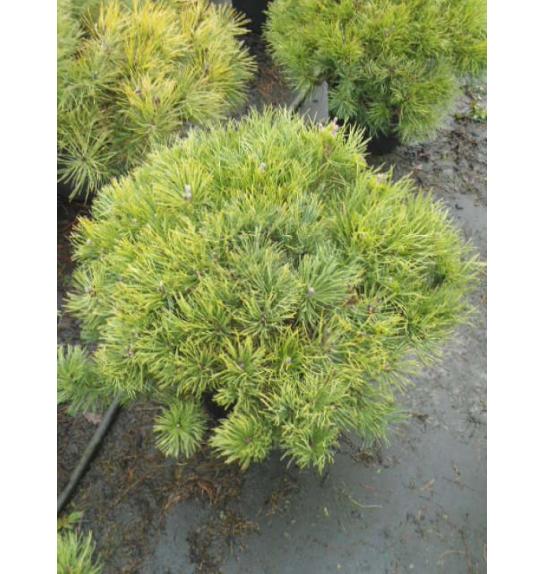 Pinus mugo Mughus C35 Lit. 80-100 cm