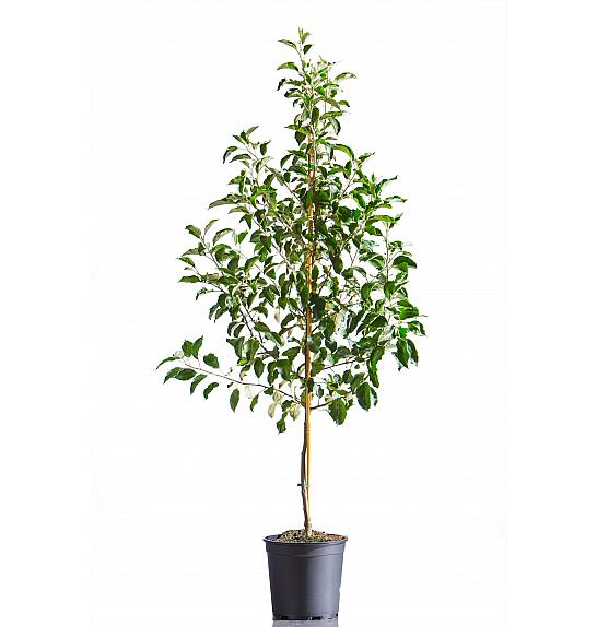 Malus domestica Signe Tillisch C10 Lit. 125-150 cm
