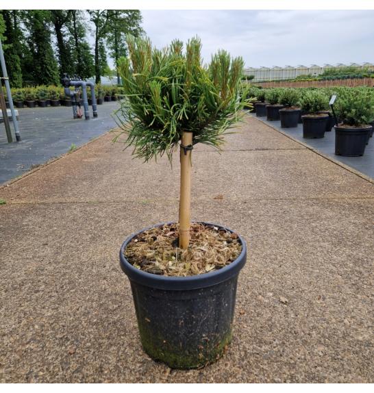 Pinus nigra Lemon Pearl® C6 Lit. Na steblu 20 cm