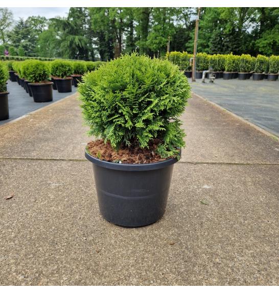 Thuja occidentalis Danica C12 Lit. 30-40 cm