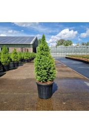 Picea glauca conica Perfecta C18 Lit. 80-100 cm