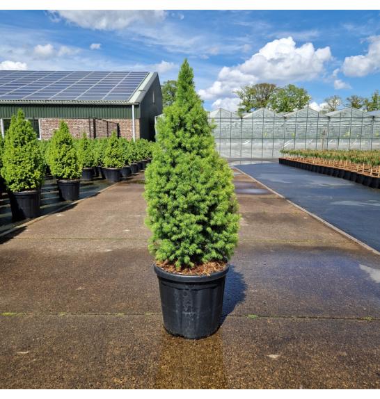 Picea glauca conica Perfecta C18 Lit. 80-100 cm