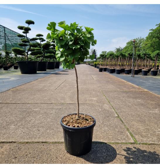 Ginkgo biloba Mariken C6 Lit. Na steblu 40 cm