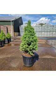 Picea glauca Sanders Blue C15 Lit. 60-70 cm