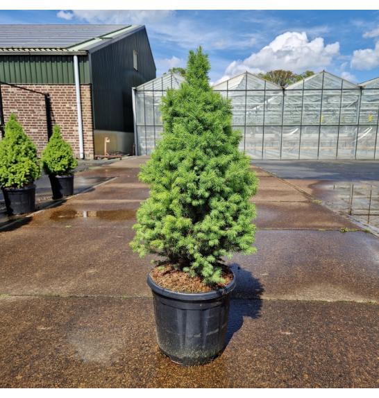 Picea glauca Sanders Blue C15 Lit. 60-70 cm