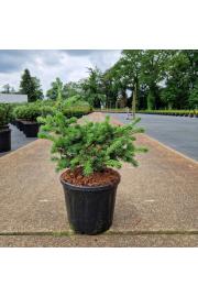 Picea pungens Luckey Strike C11 Lit. 30-35 cm