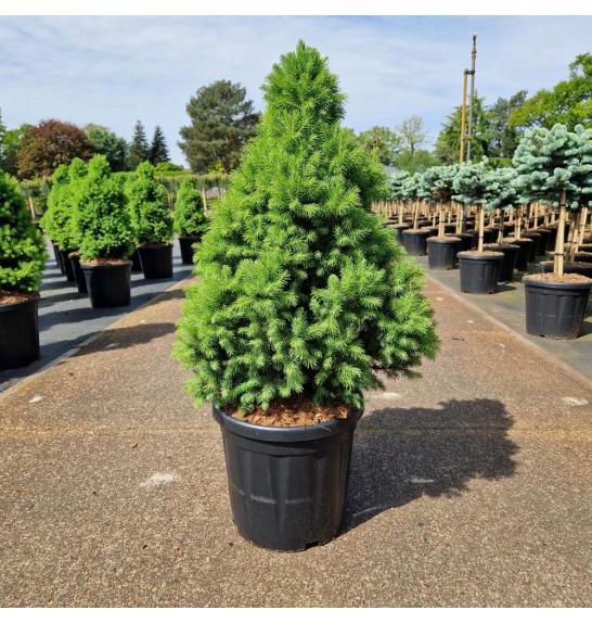 Picea glauca Sanders Blue C18 Lit. 70-80 cm