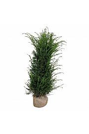 Taxus baccata bala 160-180 cm extra