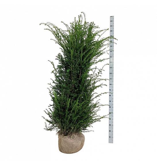 Taxus baccata bala 160-180 cm extra