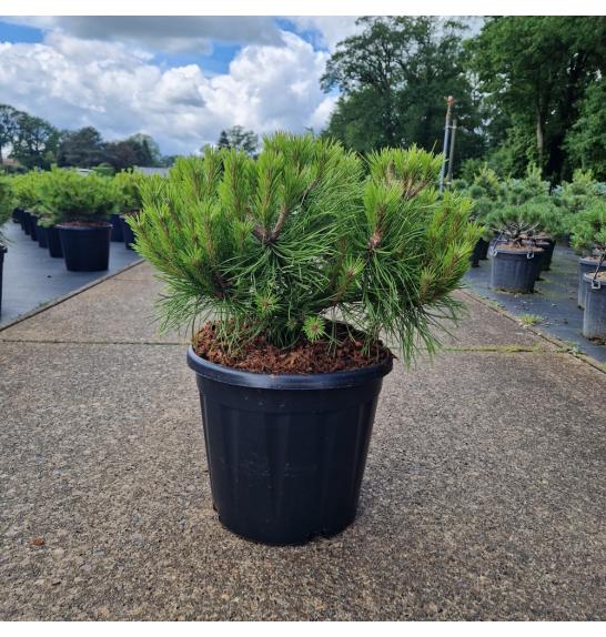 Pinus densiflora Low Glow C15 Lit. 35-40 cm