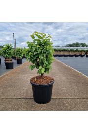 Carpinus betulus Monumentalis C15 Lit. 50/+ cm