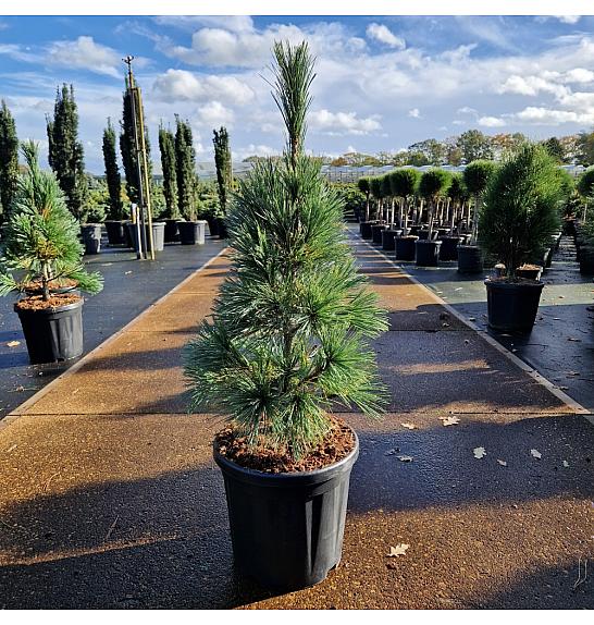 Pinus flexilis Van de Wolfs Pyramid C20 Lit. 70-80 cm