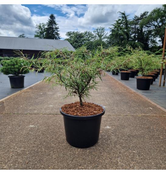Fagus sylvatica Mercedes C12 Lit. 50-60 cm