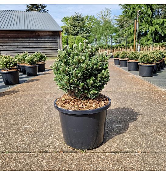 Pinus mugo Picobello C12 Lit. 35-40 cm