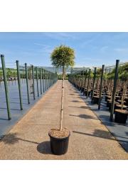 Chamaecyparis pisifera Sungold C15 Lit. Na steblu 90 cm