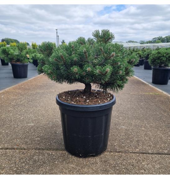 Pinus mugo March C18 Lit. 40/+ cm