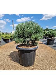 Pinus sylvestris Watereri C25 Lit. 50/+ cm