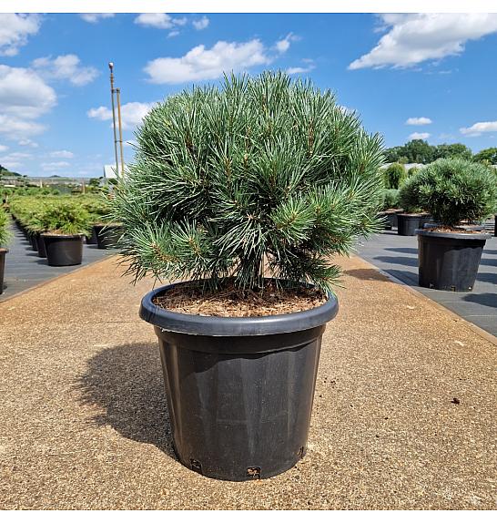 Pinus sylvestris Watereri C25 Lit. 50/+ cm