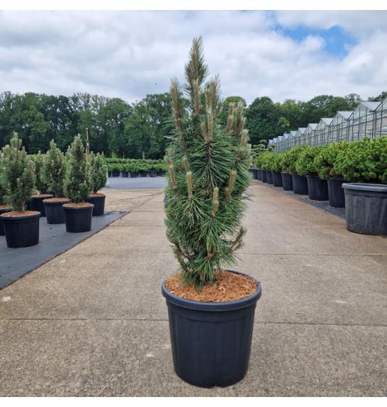 Pinus nigra Komet C20 Lit. 70-80 cm