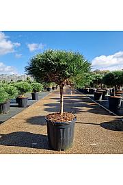 Pinus nigra Brepo® C20 Lit. Na steblu 30 cm Krošnja 40/+ cm