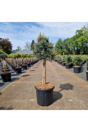 Pinus parviflora Negishi C18 Lit. Na steblu 40 cm Krošnja 30-35 cm