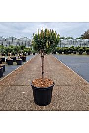 Pinus sylvestris Watereri C20 Lit. Na steblu 40 cm Krošnja 40-50 cm