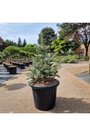 Picea pungens Sester Blue C25 Lit. 70-80 cm