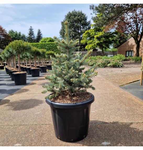 Picea pungens Sester Blue C25 Lit. 70-80 cm