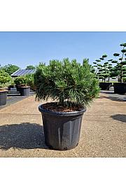 Pinus nigra Brepo® C35 Lit. Na steblu 10 cm Krošnja 50-60 cm