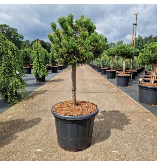 Pinus mugo Carstens Wintergold C35 Lit. Na steblu 40 cm Krošnja 40-50 cm